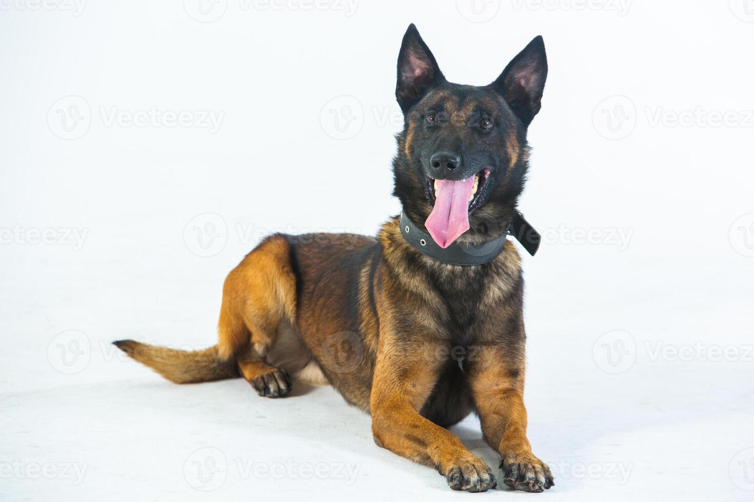 German shepherd dog on a white background, close-up portrait. photo