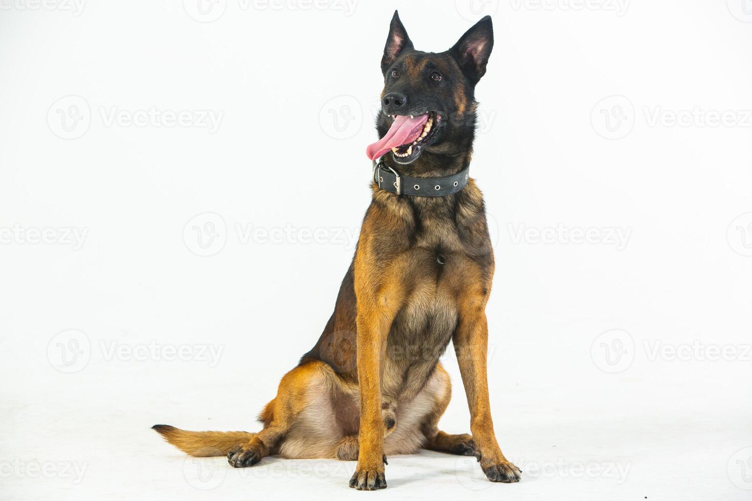 German shepherd dog on a white background, close-up portrait. photo