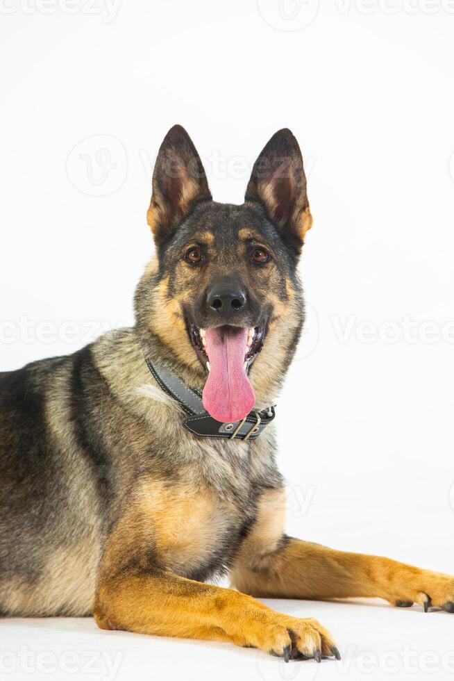 German shepherd dog on a white background, close-up portrait. photo