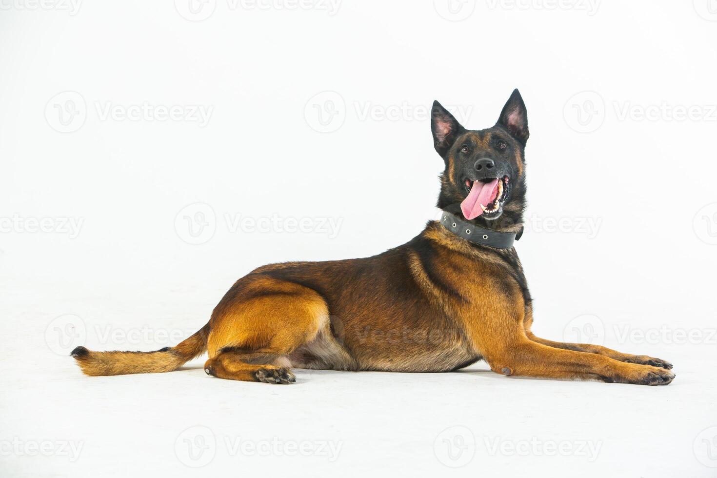 German shepherd dog on a white background, close-up portrait. photo