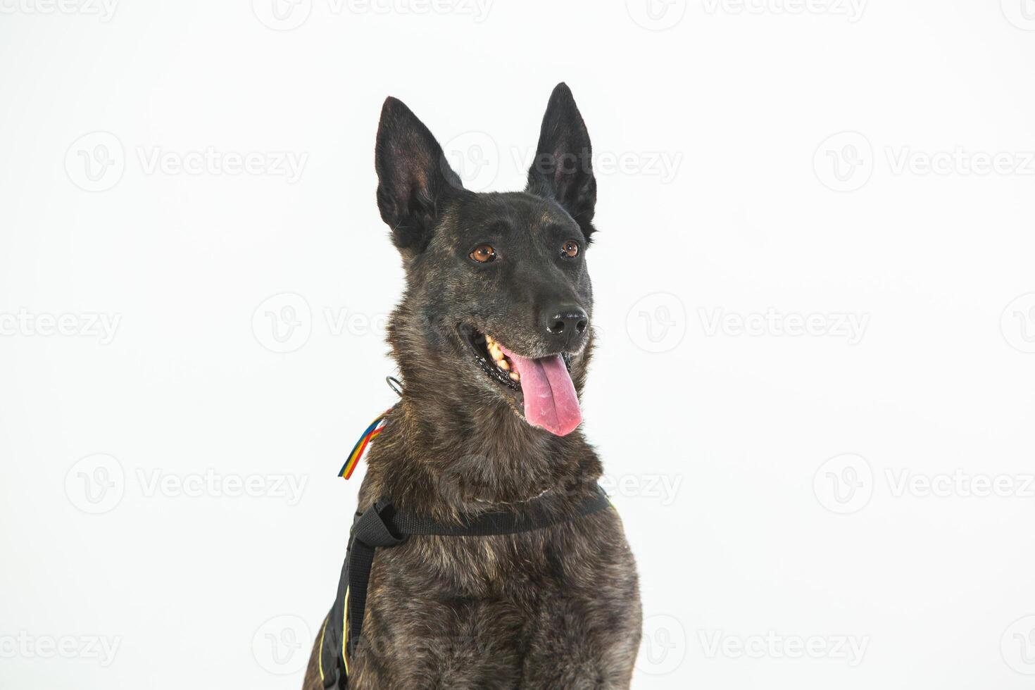 German shepherd dog on a white background, close-up portrait. photo