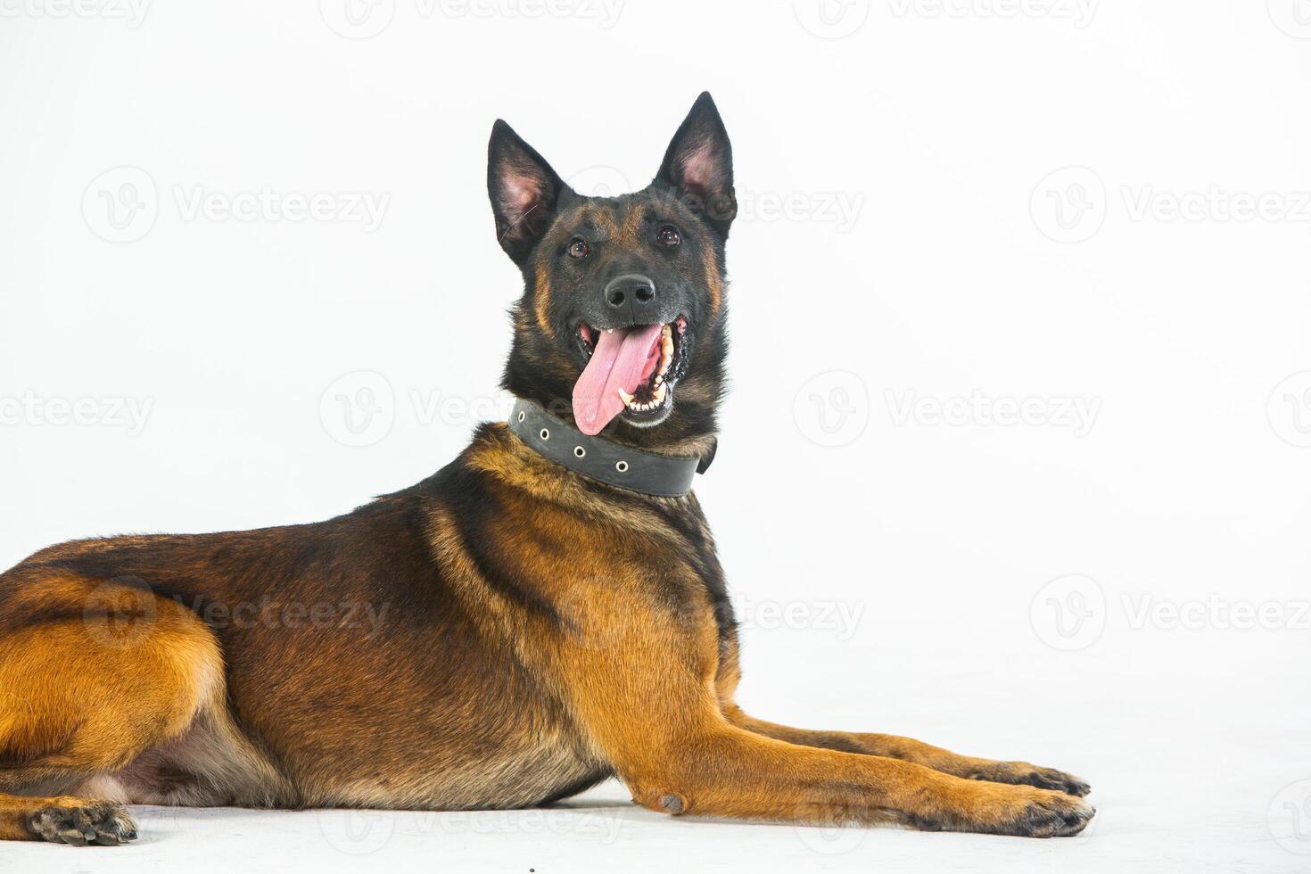 German shepherd dog on a white background, close-up portrait. photo