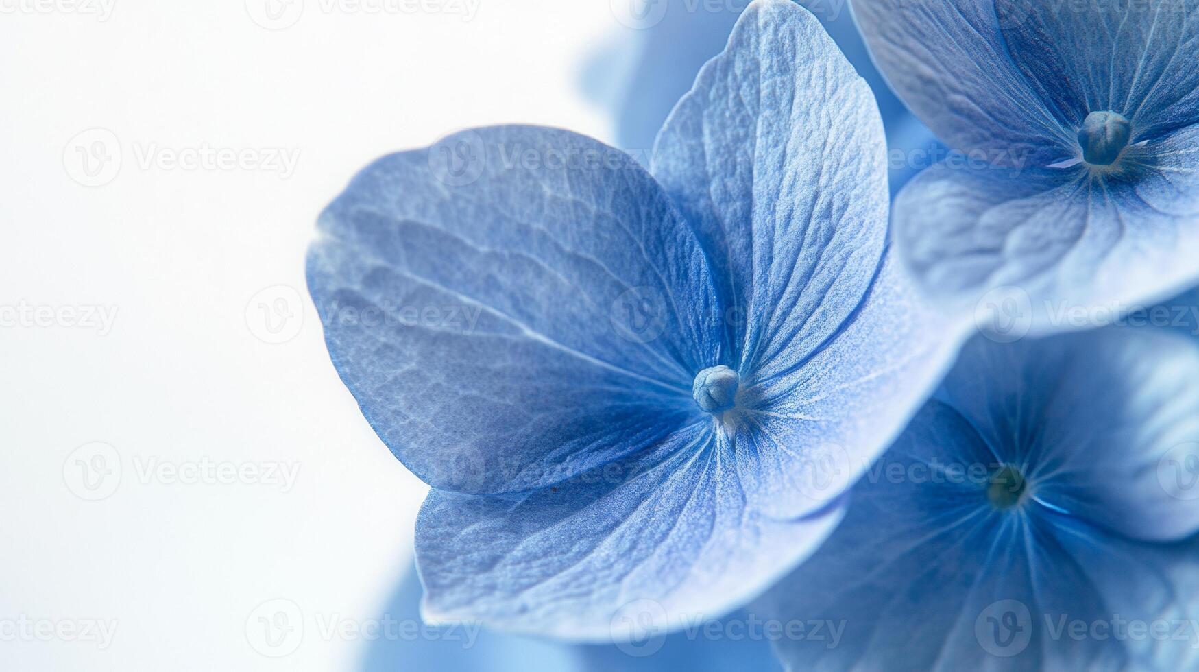 Blue Hydrangea Macro - Captivating and Delicate Floral Photography photo