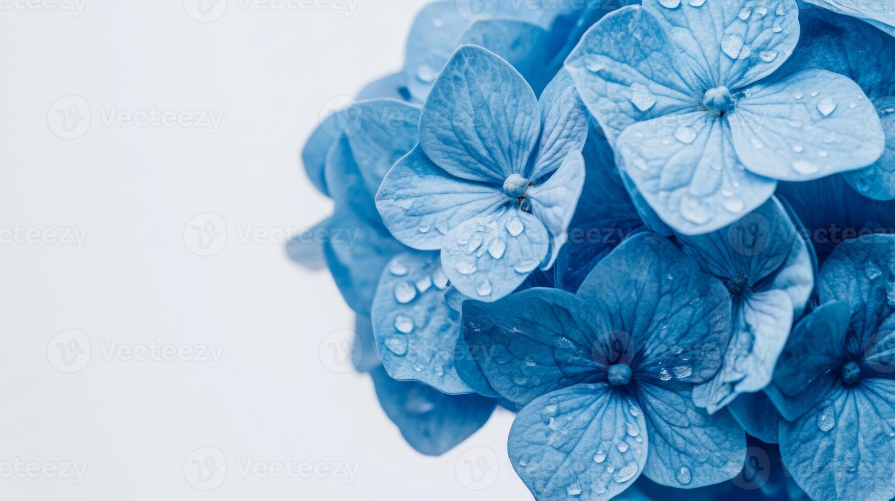 Blue Hydrangea Macro - Captivating and Delicate Floral Photography photo