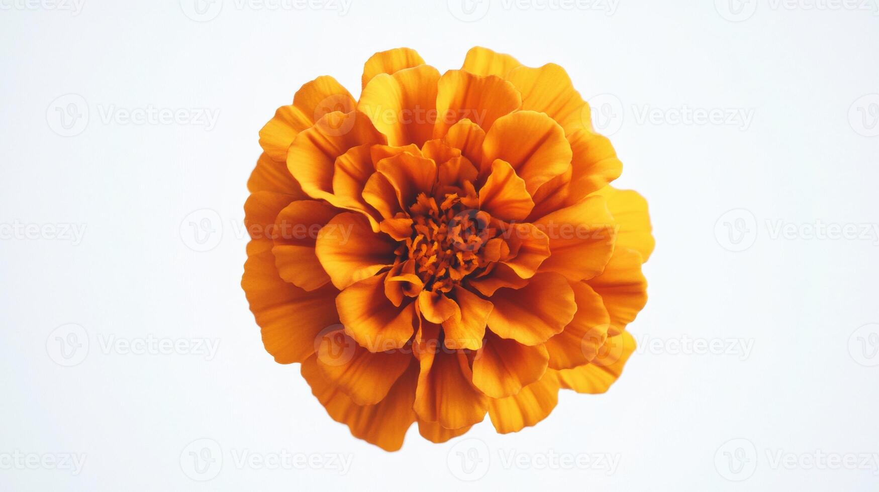 Vibrant Orange Marigold - Bold and Enchanting Photography photo