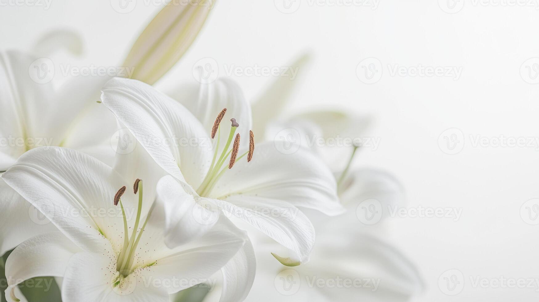 White Lilies Still Life - Elegant and Pure Floral Photography photo