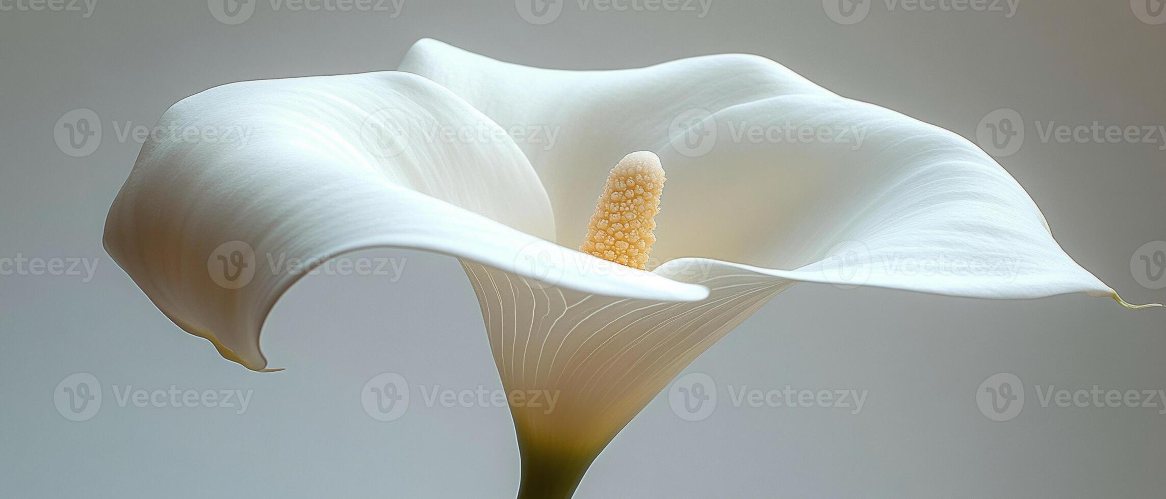White Calla Lily Close Up - Elegant and Sophisticated Photography photo