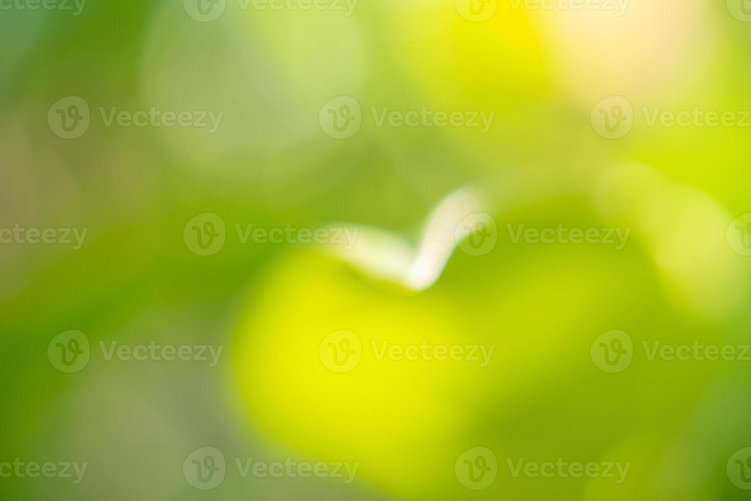 Natural plant green leaf in garden with bokeh background photo