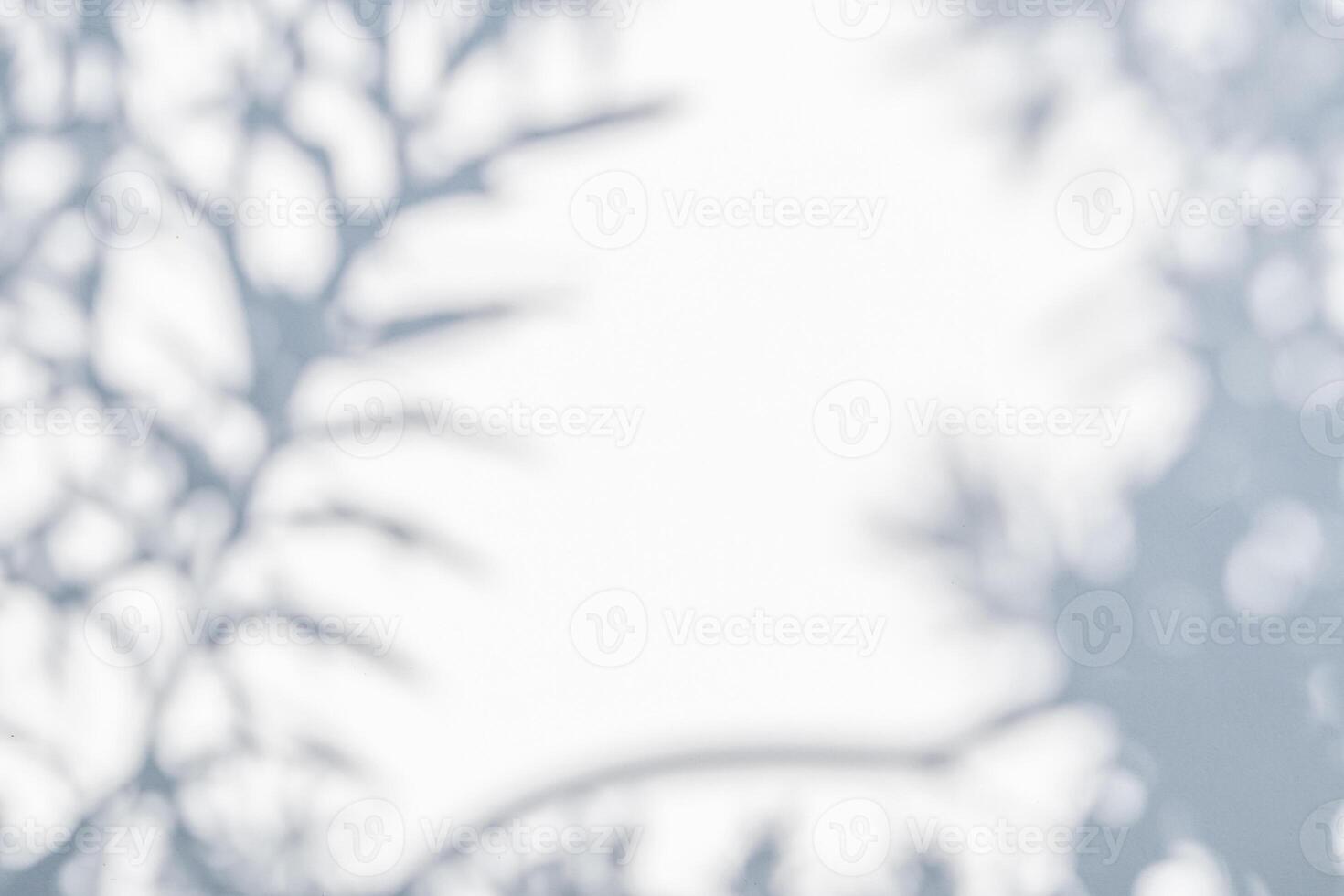 Abstract natural tree leaves shadow on white wall background photo