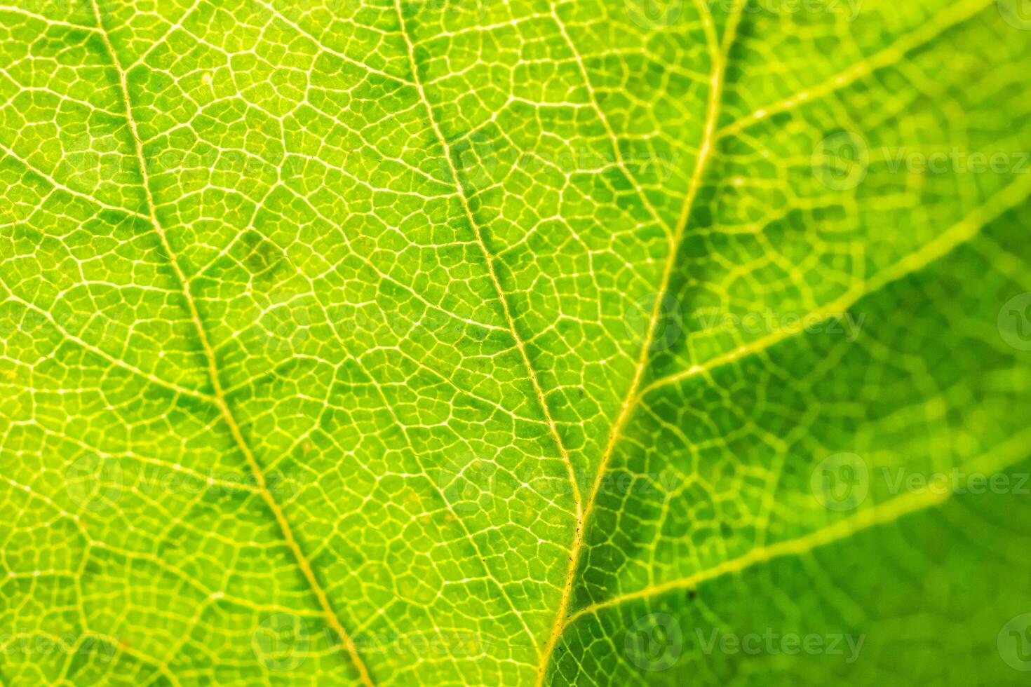 Green leaf texture surface background close up photo
