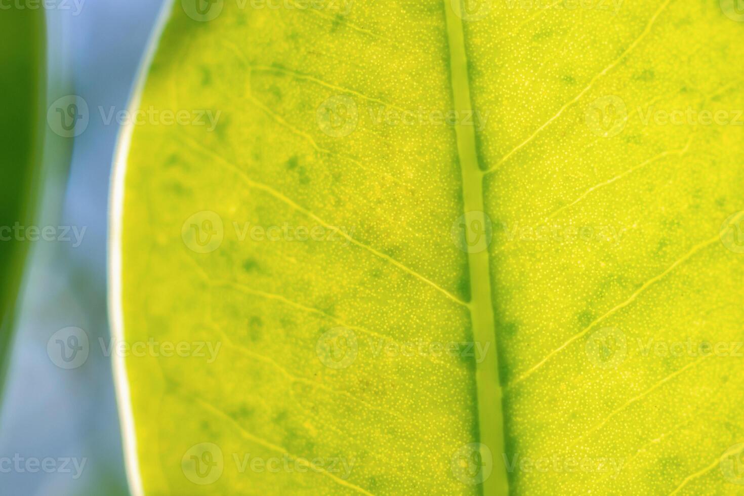 Natural plant green leaf in garden with bokeh background photo
