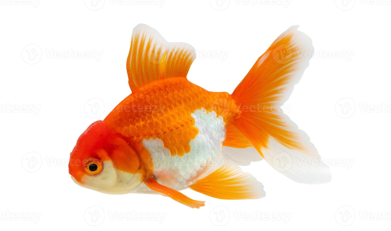 Oranda goldfish isolated on white background close up photo