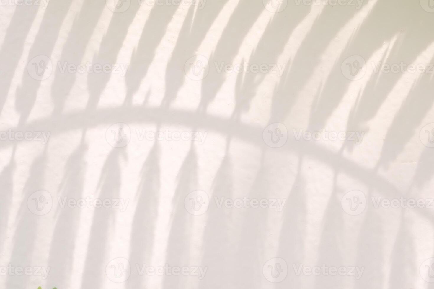Abstract natural tree leaves shadow on white wall background photo