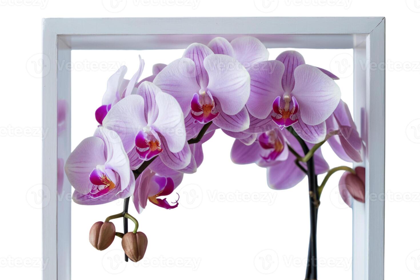 Empty frame with tulips photo
