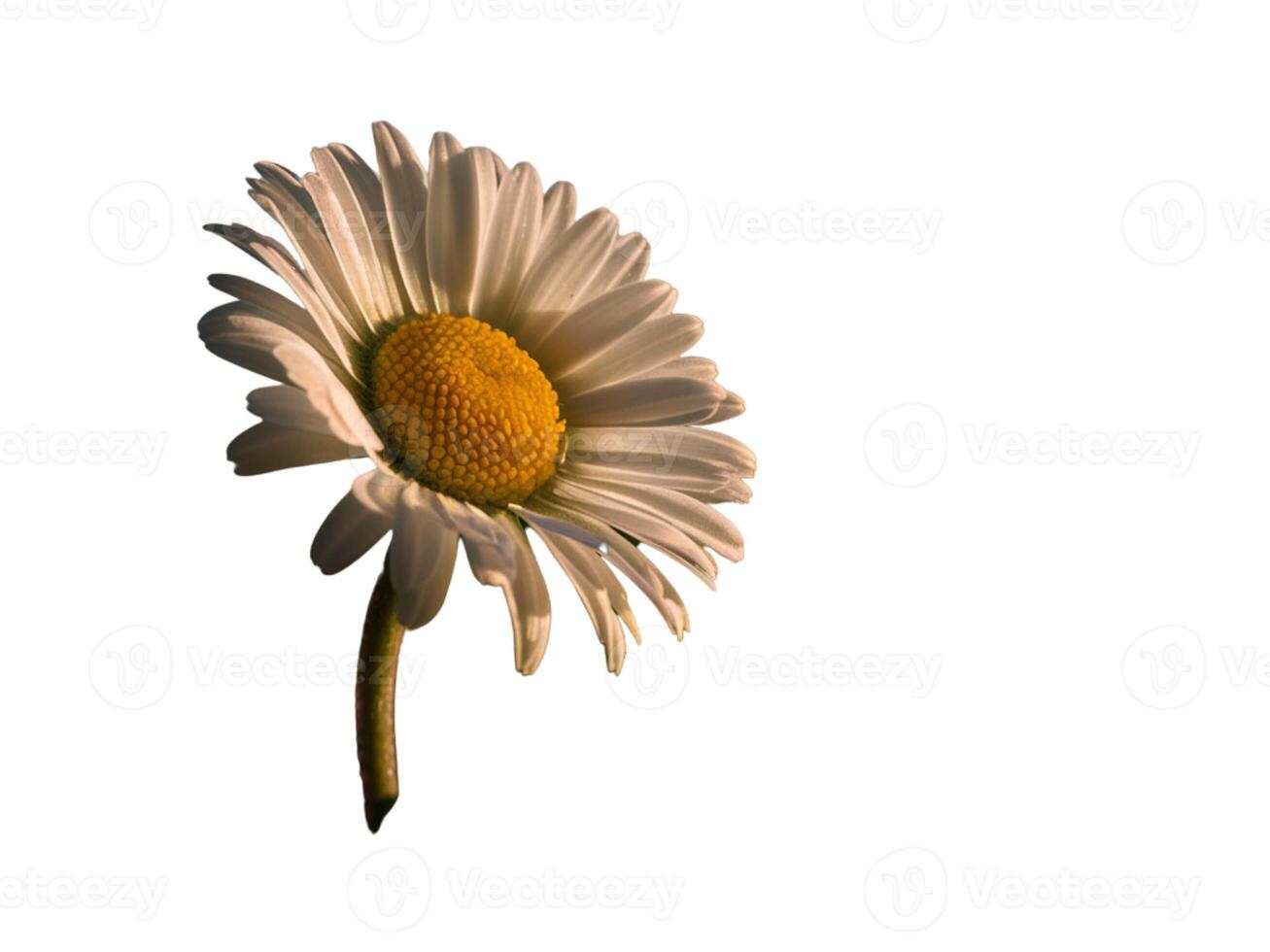 Delicate chamomile flower on white background photo