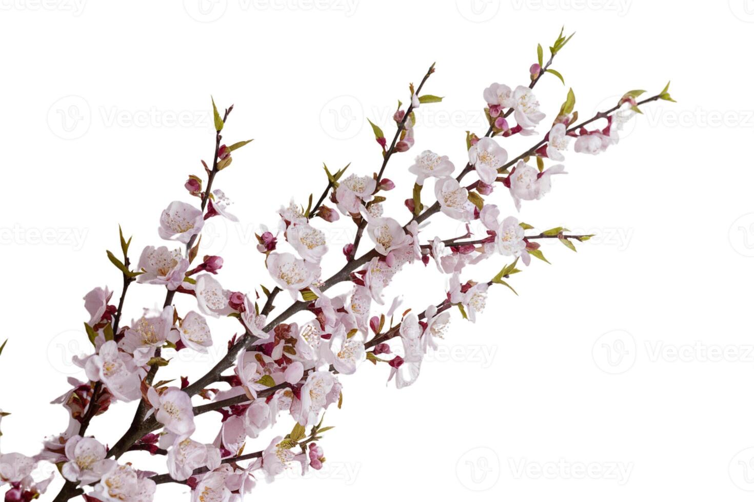 Bunch of fresh flowers on white background photo