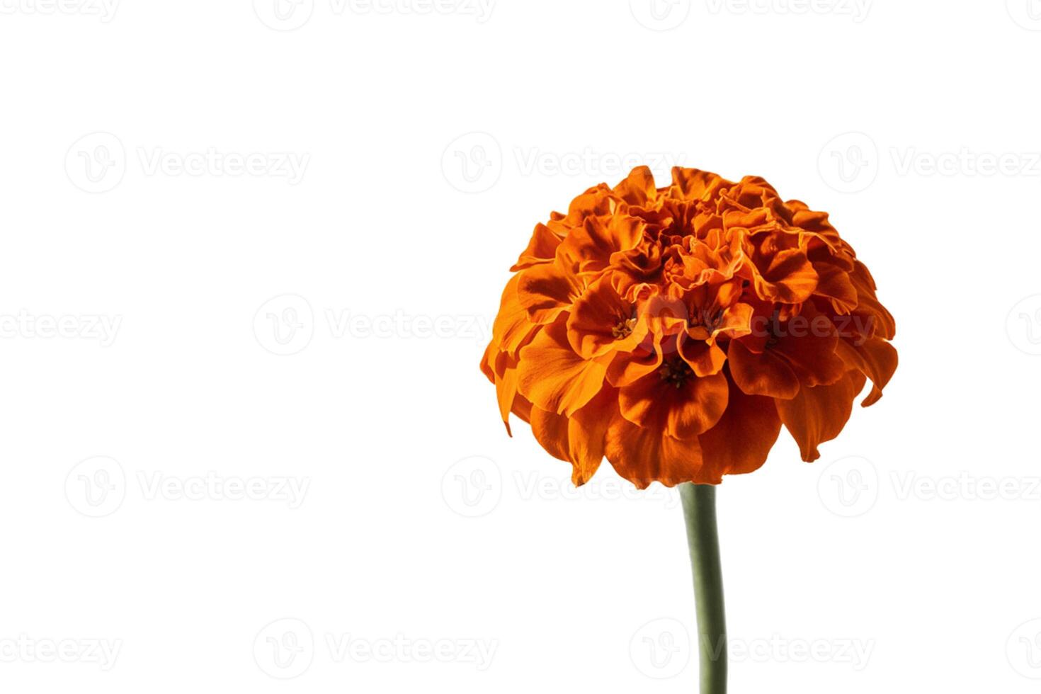 Yellow flower on white background photo