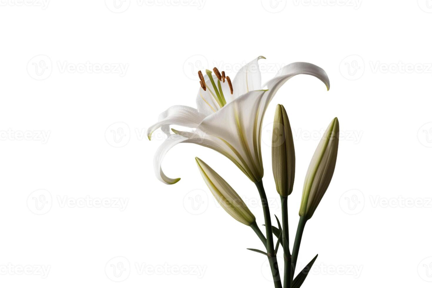 Bunch of fresh flowers on white background photo