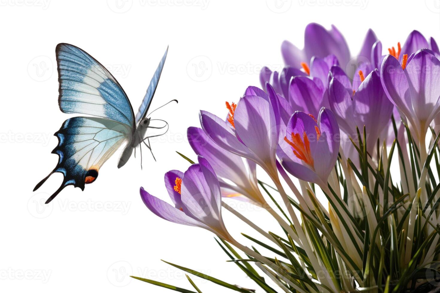 Butterfly sitting on flower photo