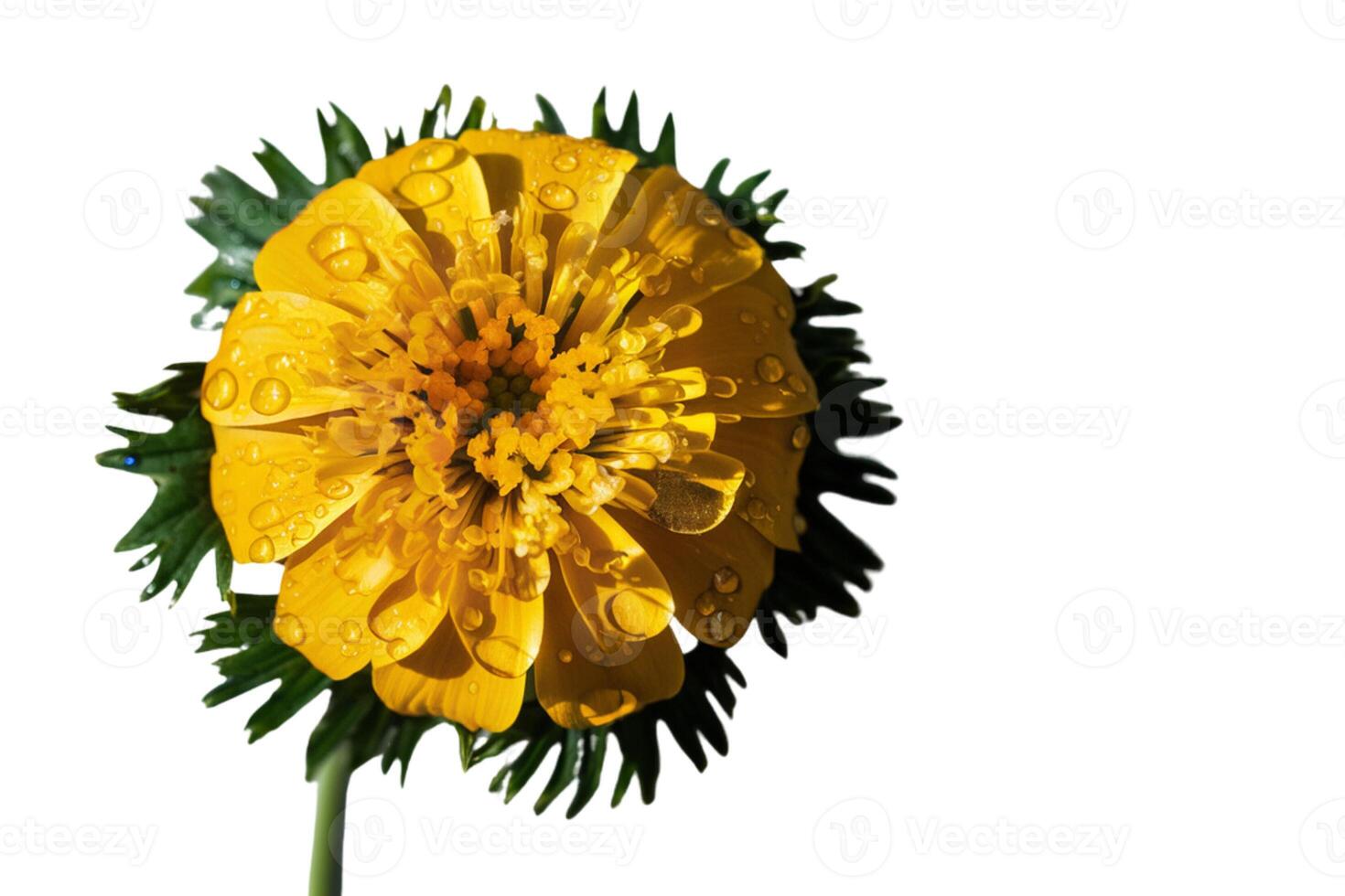 Yellow sunflower with green leaves on white background photo