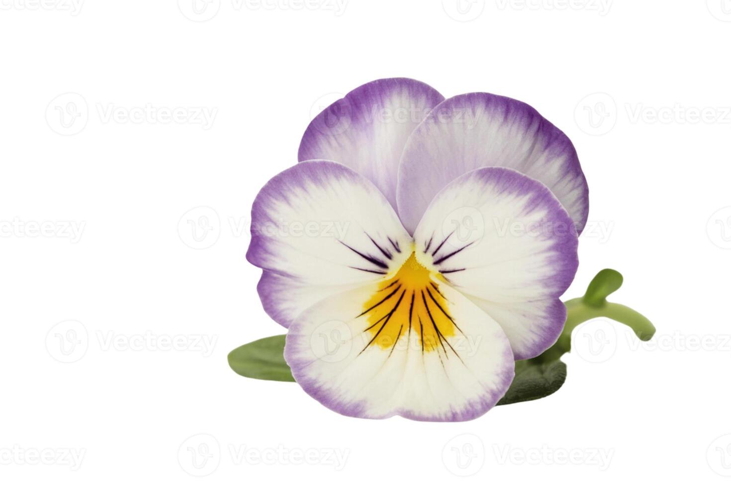 Fresh flowers with green leaves on white background in studio photo