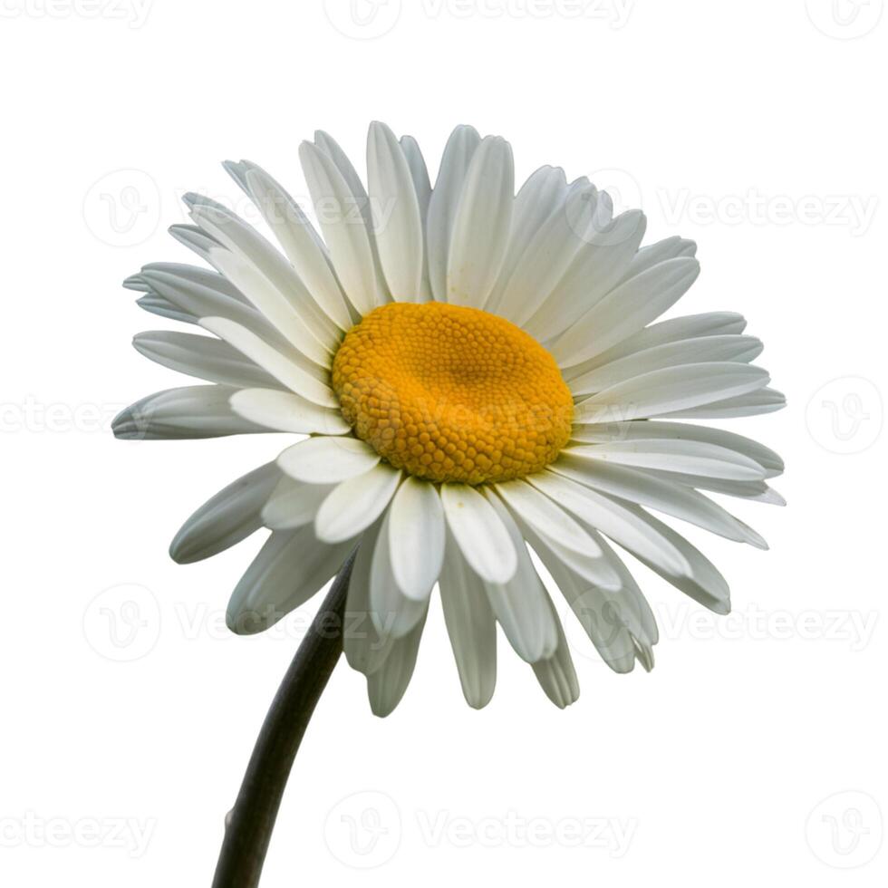Delicate chamomile flower on white background photo