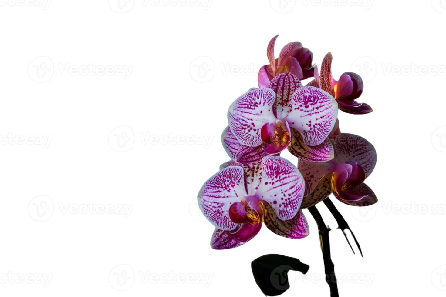 Purple flower with water in studio photo