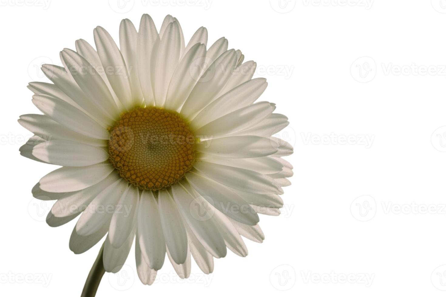 White flower with white petals on white background photo