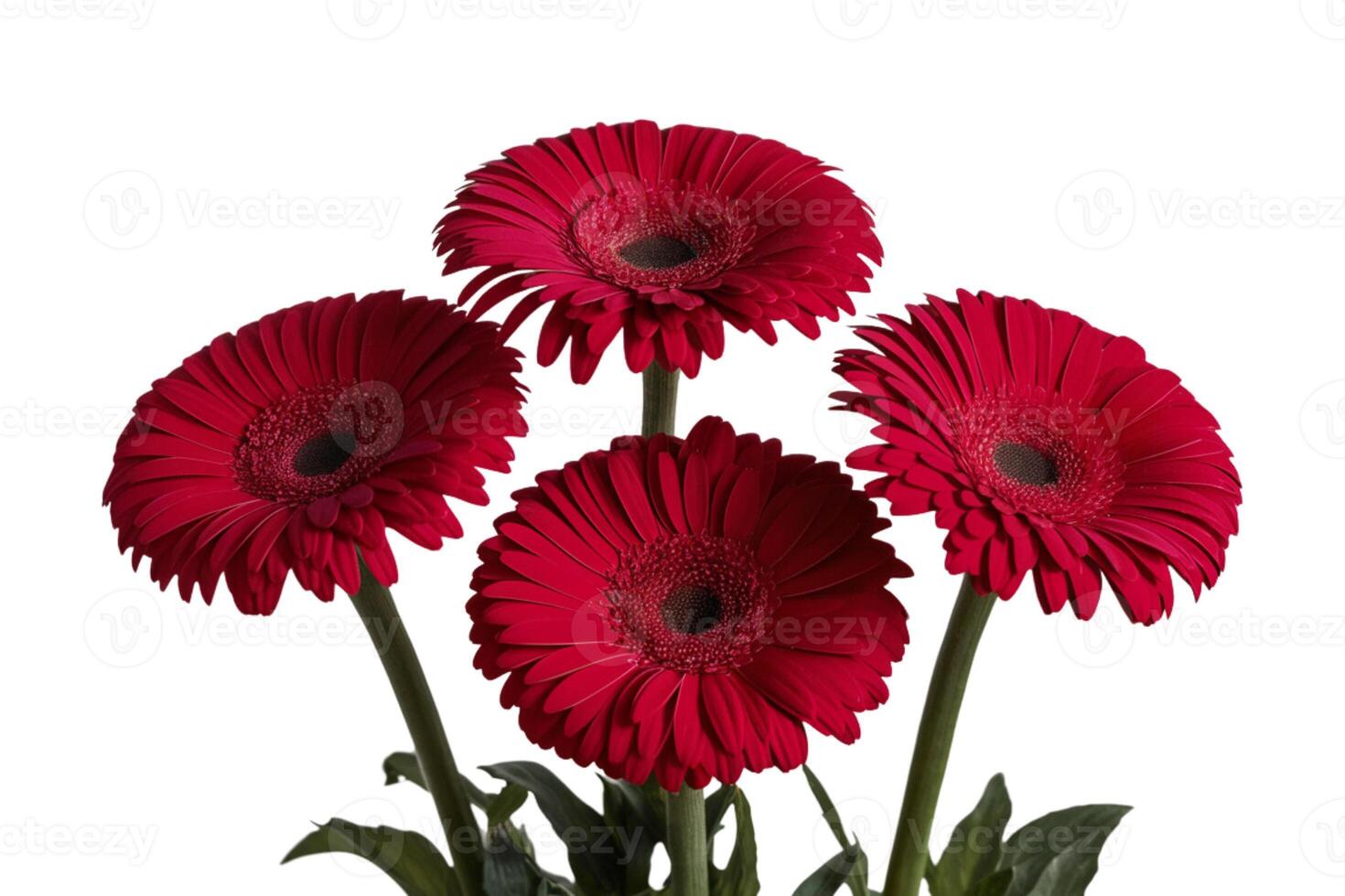 Red gerbera flowers on white background photo