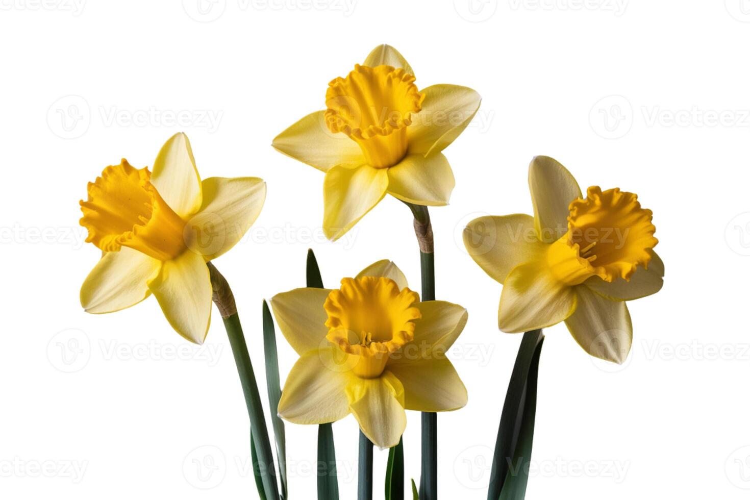 Yellow flowers in vase on white background photo