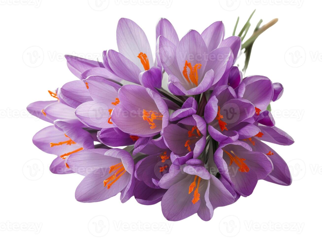Bunch of colorful tulips in studio photo