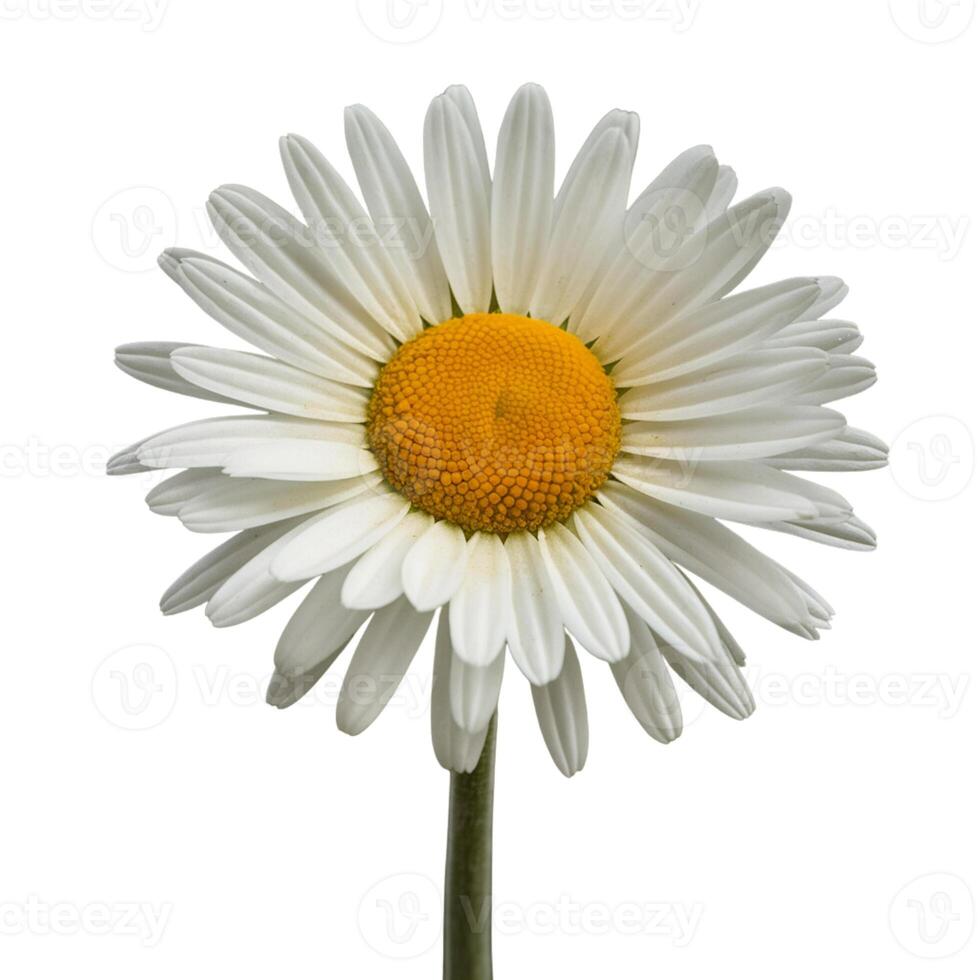 Delicate chamomile flower on white background photo