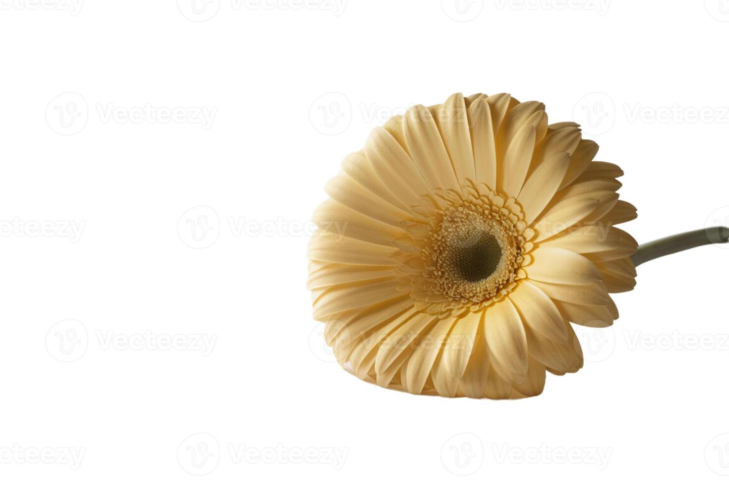 Yellow sunflower in white sunflower photo