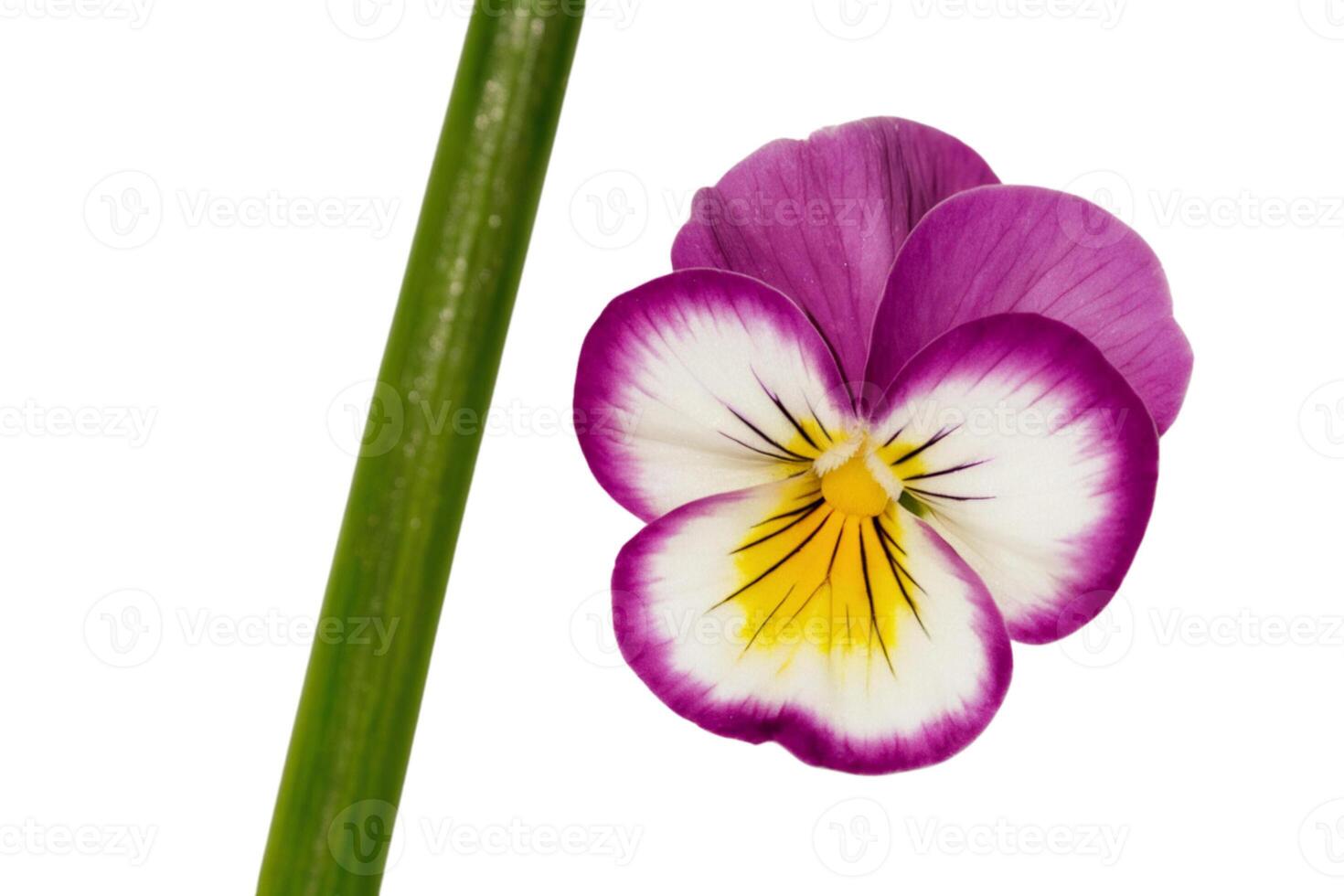Blooming pink flower on white background in studio photo