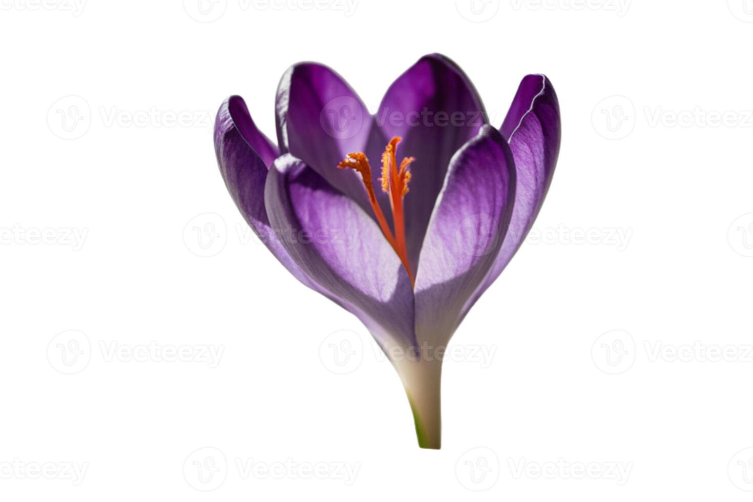 Pink flower with pink petals and pleasant scent photo