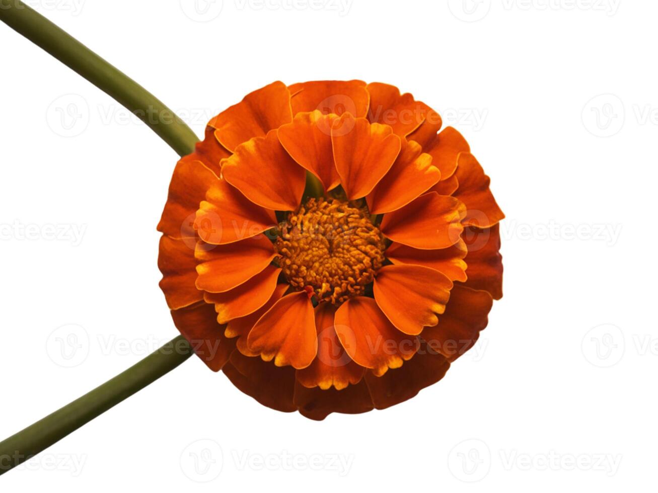 Blooming sunflower on white background photo