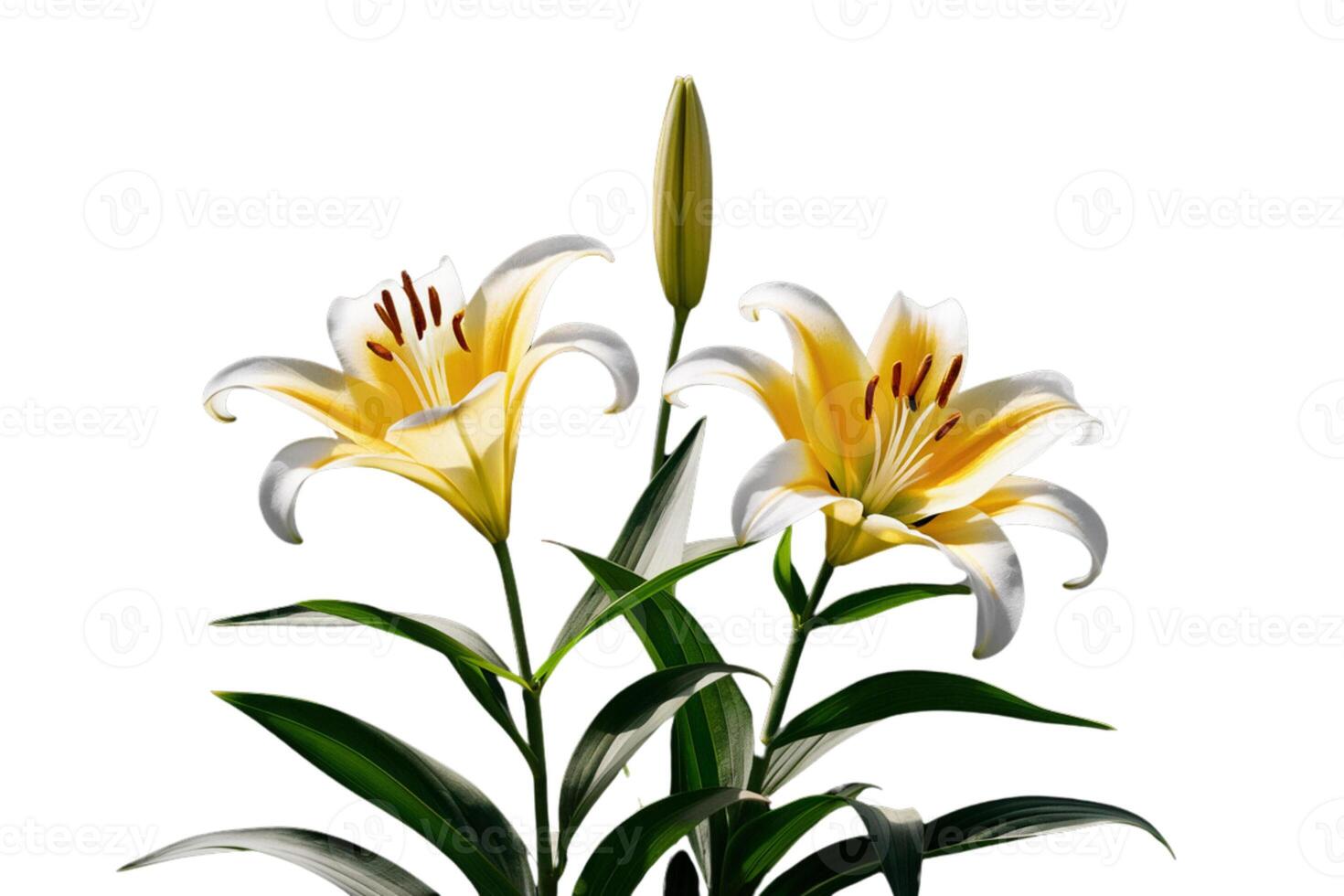 Bright sunflower with green leaves photo