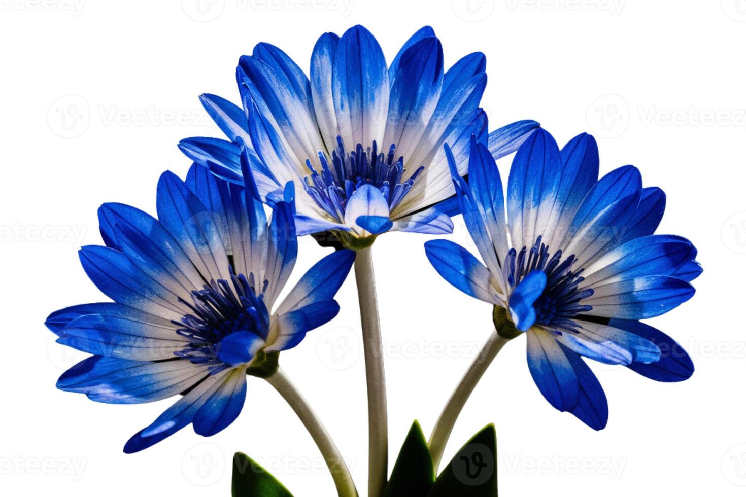 Bright blue flower with yellow petals on blue background of blue background photo