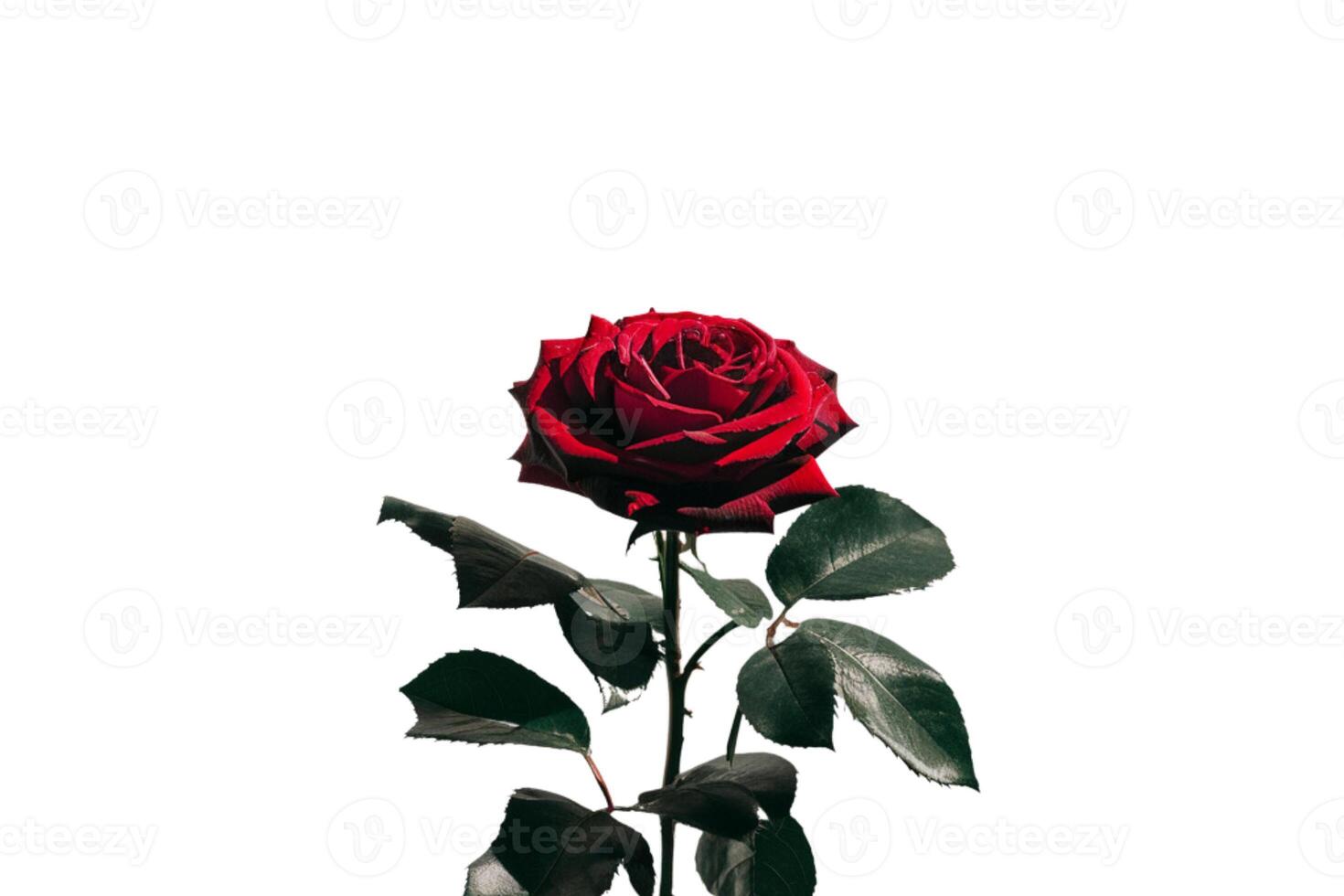 Red rose with green leaves photo