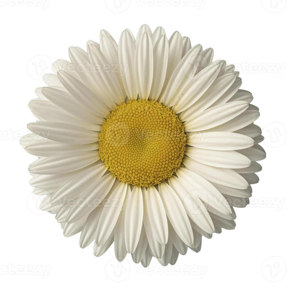 Bright sunflower with white petals on white background photo