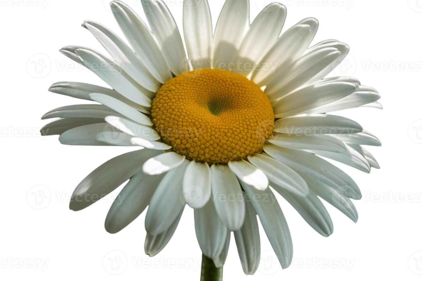 Blooming chamomiles on white background photo