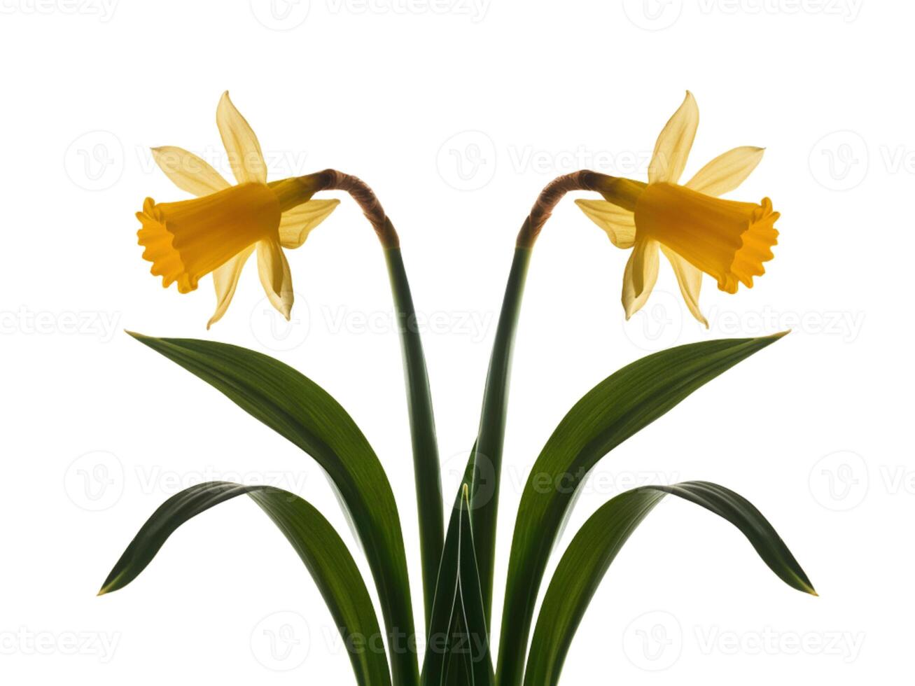 Bright yellow sunflower with green leaves photo
