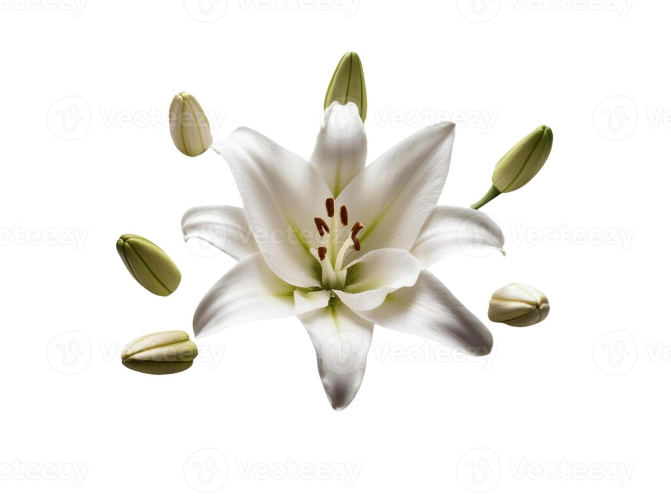 Blooming lotus flower buds with white petals photo