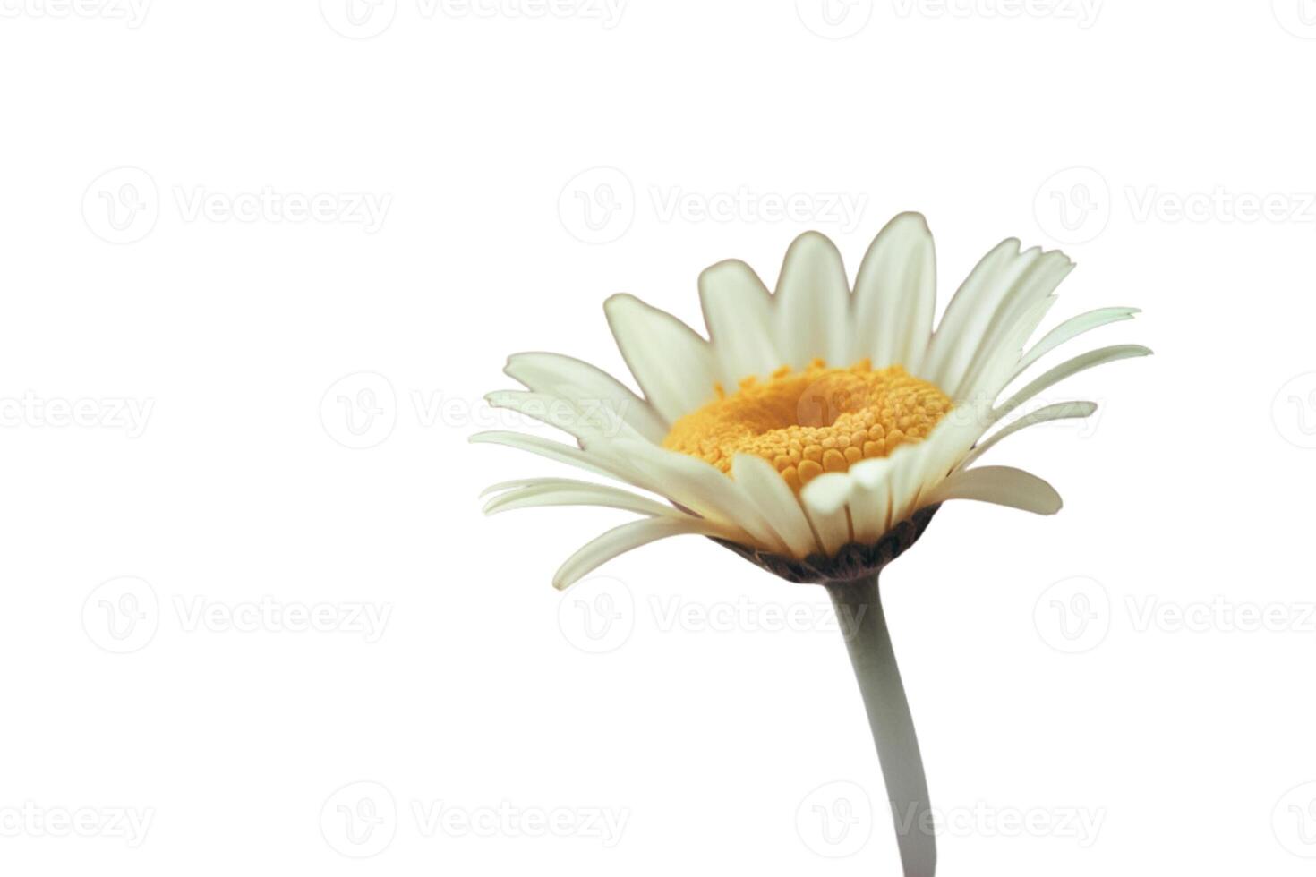Blooming chamomiles on white background photo