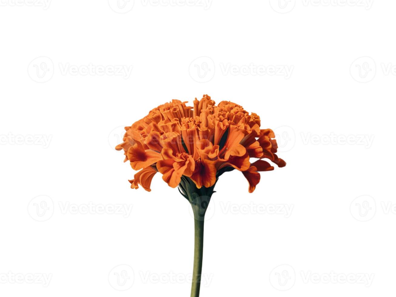 Bright red flower on white background photo
