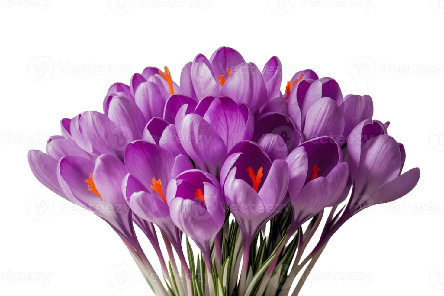 Bunch of bright tulips in vase photo