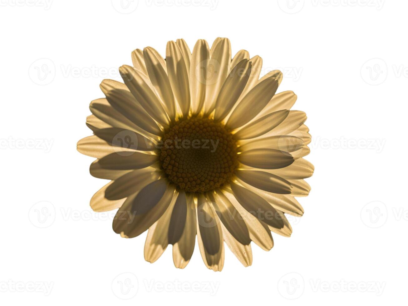 a single yellow daisy is shown against a white background photo