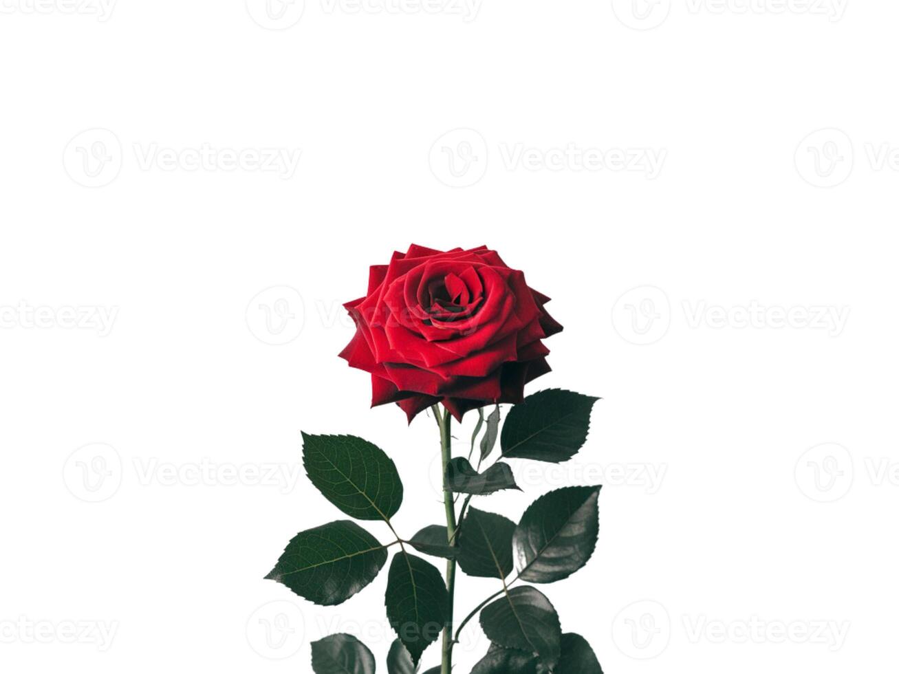 Red rose with green leaves photo