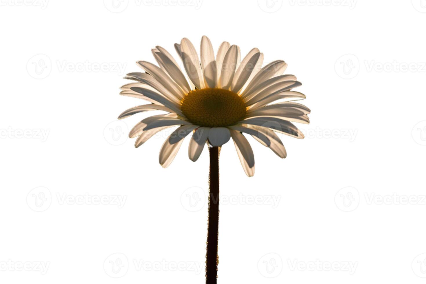 Bright sunflower with delicate petals on white background photo