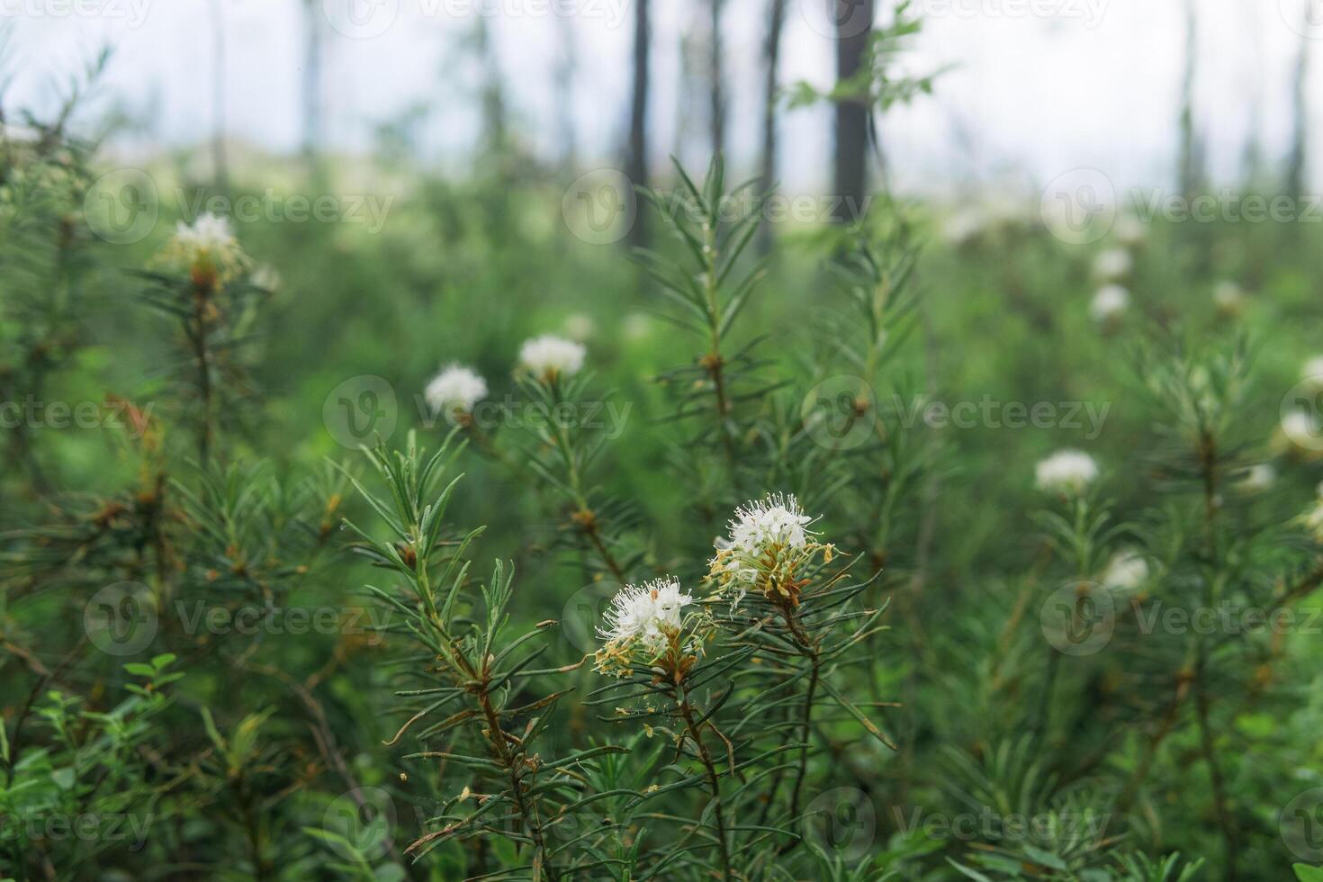 blurred natural background with white ledum flowers on the edge of the swamp photo